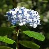 Plants: image 39 Of 94 Thumb
